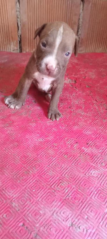 İtlər: Pitbul, Peyvəndli — 4