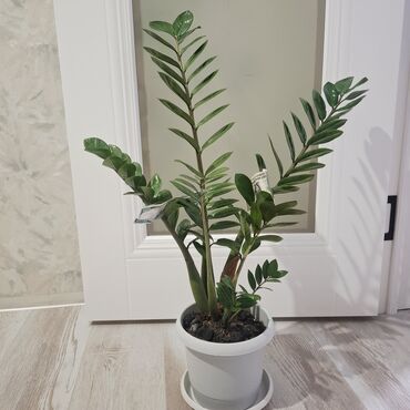 саженцы елок: Комнатные растения в горшках: 1) Замиокулькас (Zamioculcas
