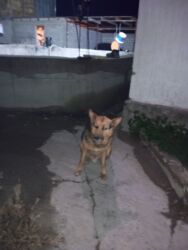 дом для котов: Ппродаётся. порода овчарка. жарко. хорошая, не кусается