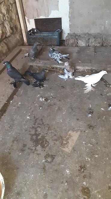 göyərcin: 6 eded iri lelekli kekilli quslar satilir hamisi bir nesildi — 2