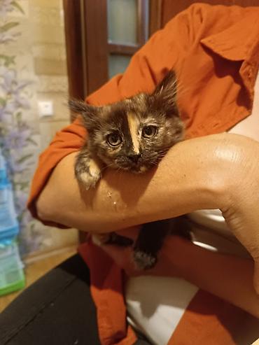 Котёнок черепахового окраса - Окрас: черепаховый, с выразительной at lalafo.kg Котёнок черепахового окраса - Окрас: черепаховый, с выразительной