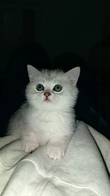 шотландская мраморная кошка: Скотиш Страйт (Шотландская прямоухая), 1 месяц, Девочка, Серебристая шиншилла, Приучена к лотку, Проглистована