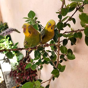 sevgi qusu: 🦜 Erkək və Dişi Cüt Dalğalı Tutuquşuları 🦜 Həyətdə belə uçub — 7