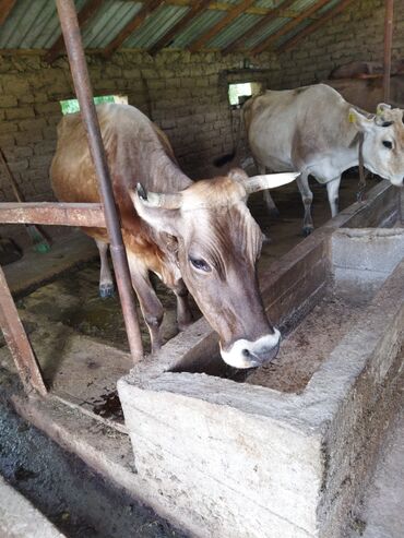 быки ауликоль: Продаю | Корова (самка) | Для молока