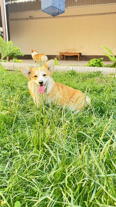 сколько стоит померанский шпиц щенок: Продается чистокровный щенок вельш корги пемброк от родителей