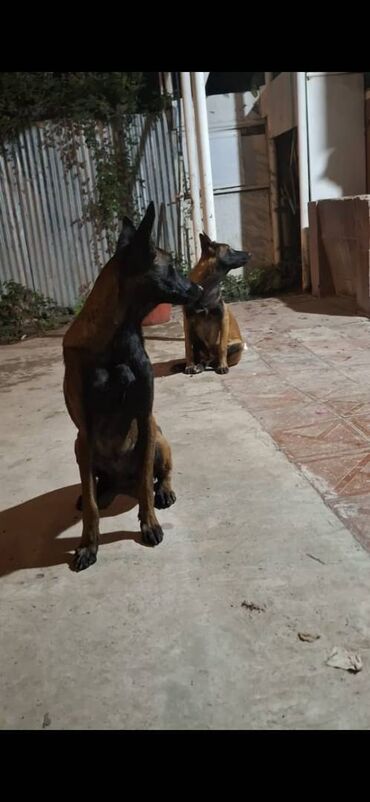 İtlər: Belçika çoban iti, Dişi, Peyvəndli — 7