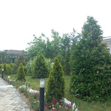 dekor derevo: Hər növ yaşıllıq zonalarının salınması (park,xiyaban,süni meşə tipli
