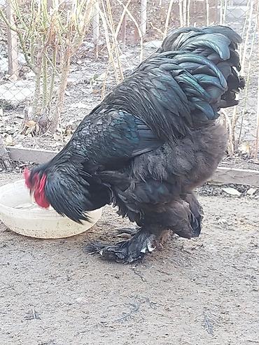 Товары и оборудование для с/х животных: Брудеры для цыплят. КЛЕТКА для цыплят. Цена 4800 сом. Размеры. длина — 15