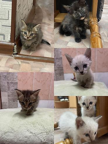 кошка токмок: Отдам в добрые руки.Котята, помёт разноокрашенный: - Окрас: несколько — 2