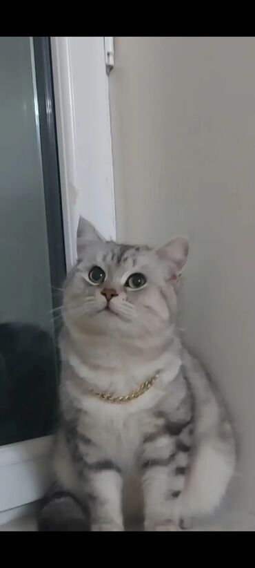 pişiklər ucuz: Tabbi, Erkək, Cütləşmə üçün, Pulsuz çatdırılma, Ödənişli çatdırılma