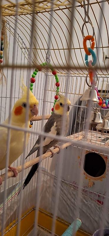 irşad electronics tovuz: Salam Sultan tutuquşu satılır sağlamdılar şekildə görünen her bişey — 4