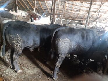 Коровы, быки: Быки 2.5 года 200000т на мияса
