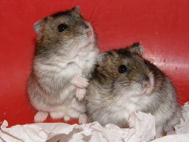 hamster satis: Hamster, Cunqarik, Джунгарик