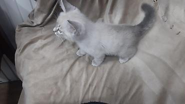 Pişiklər: Britan — 4