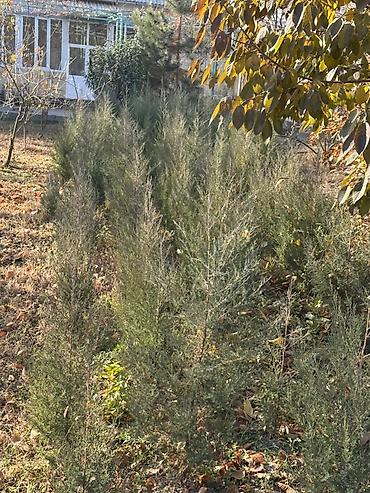 Другие декоративные деревья: Каштан крымский 2метр 800сом 3метр 1000сом — 6