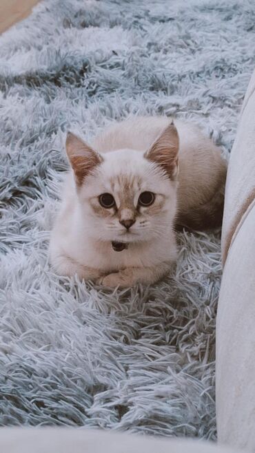 britan pisik: Alic'a 😌 Pers+Britan qarisiq, 4 ayliq ve cox sakit ve oynamagi