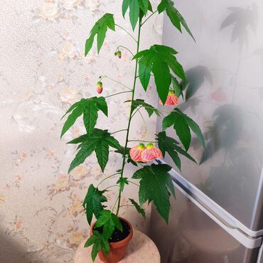 Комнатные растения: Продаю Абутилон (домашний клен)
Цветки крупные