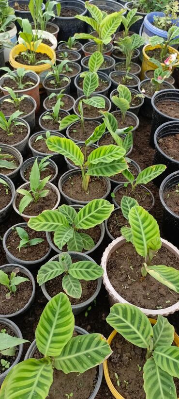 Otaq bitkiləri: Müxtəlif növ güllər satışdadır. Birinci şəkildə yarpaqları yaşıl və — 7