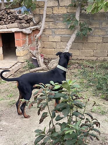baskervillerin iti: Doberman, 11 ay, Dişi, Ünvandan götürmə — 6