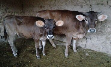 продажа карова: Сатам | Кунаажын | Жасалма уруктандырылган