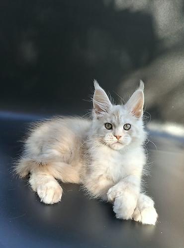 Продажа кошек: 🐾 ВНИМАНИЕ! В ПРОДАЖЕ МАЛЕНЬКИЙ КОТЁНОК С БОЛЬШИМИ ПЛАНАМИ НА ЖИЗНЬ! — 2