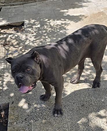 cane corso yavru: Kane-Korso, 2 il, Erkək, Peyvəndli, Ünvandan götürmə — 1