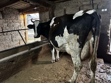 показы 1 354 72 договорная кошка даром британская короткошёрстная 1 год мальчик метис 2 позвонить написать: Сатам | Уй (ургаачы) | Сүт алуу үчүн | Байланган