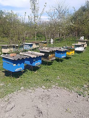 ordək balası və cucə: Ari ailesi satılır qutusu ile birlikte.En az 30-35 kilo bal verir çox — 2