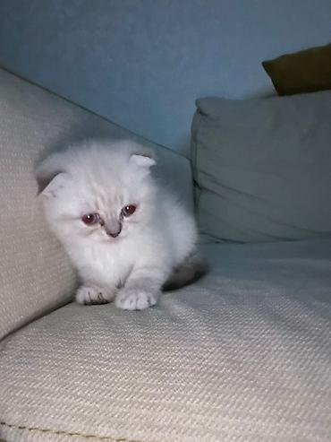 koşka: Məhsul: Pişik üçün rahatlıq və əyləncə dəsti Tərkibi: - Yumşaq — 2