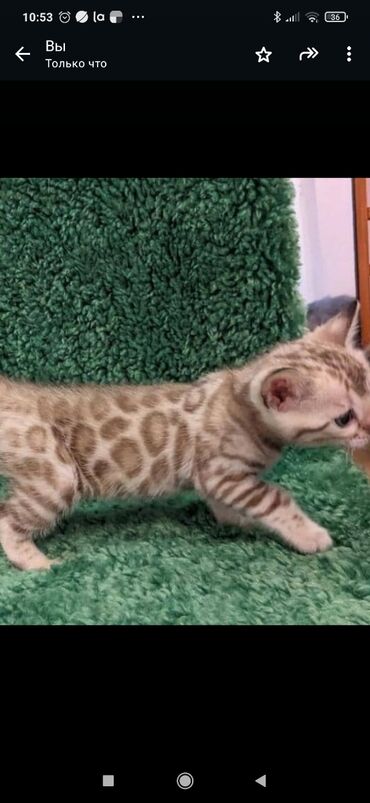 Продажа кошек: Друзья. !!!.в питомнике Бен Гла Мур. долгожданные новые детки — 7