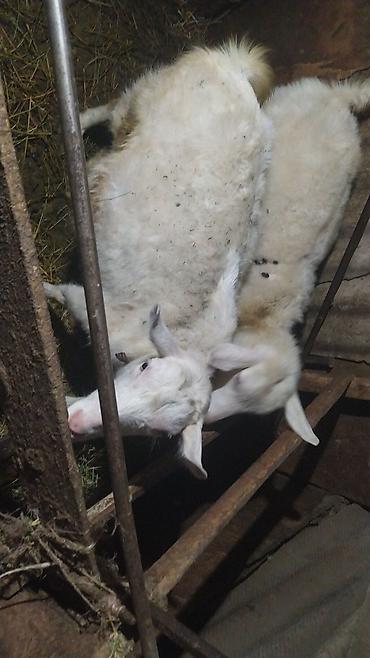 Козы, козлы: Продаю | Коза (самка) | Зааненская | Для разведения — 5