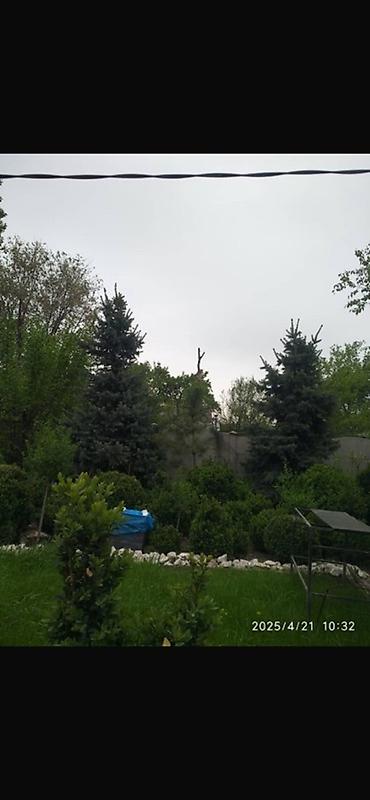 уй емерек: Ель колючая (Picea pungens, голубая ель) — саженцы разных размеров. - — 7