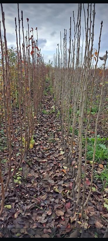 Tinglər: Goyce ve birinci sort turk eriyi tinglerine xususi endirimlerimiz var — 10