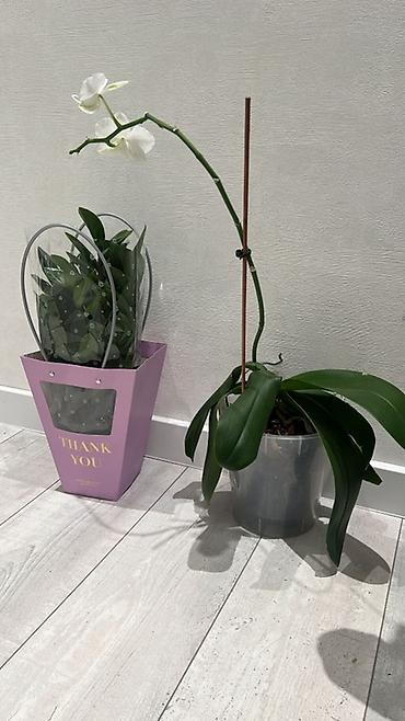 Драцены и Сансевиерии: Доставка по городу бесплатно . Адаптированные пересаженные Комнатные — 34