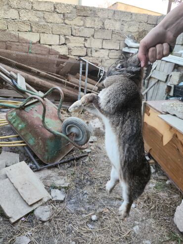 velikan dovşan: Saf təmiz velikan sortudur 40azn