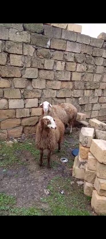 Qoyunlar, qoçlar: 3 qoyun 1 quzu satılır biri ana baladir dişi bala ilə kom 1.150 — 12
