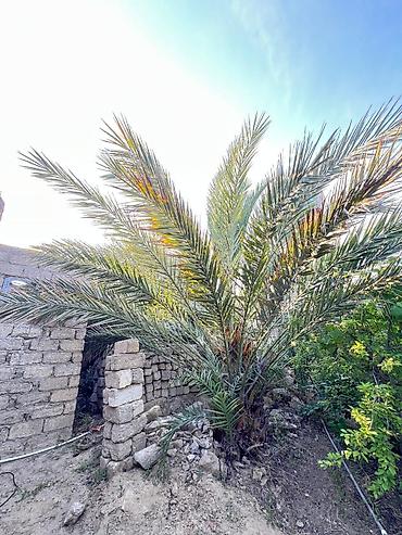 palm angels: Xurmanın dekorativ palmiyası – həyət və bağ üçün - Bitki növü: Xurma — 1