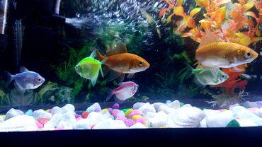 akvarium daslari: Akvarium ve baliqlar satilir tutumu 70 litir isiĝı su qizdiricisi ve