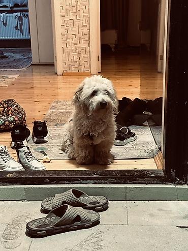 İtlər: Erkek, Ünvandan götürmə — 5