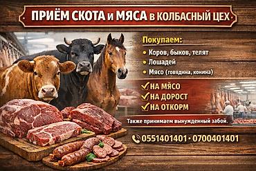 забой свиней: Колбасный цех : Коровы, быки, | На откорм — 1