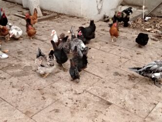 Ördəklər: Başlıq:Ev quşları Təsvir: Həyət quşları satılır: - Ördeyin xoruzu – — 12