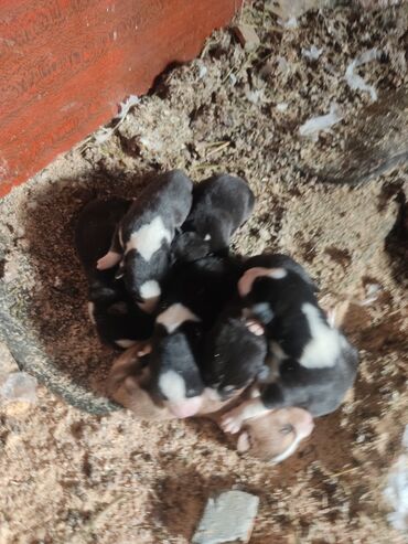 İtlər: Xaski, Erkek — 4