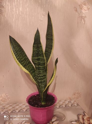 dəmir tikanı bitkisi: Sansaveria gülü ( qılınc gülü ) qabiynan birlikdə satılır