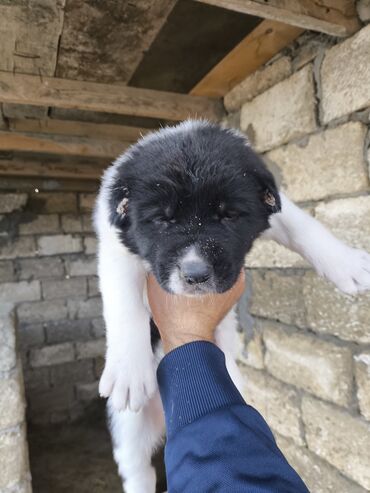 erkek it adlari azeri: Гурдбасар, 1 месяц, Самка, Платная доставка