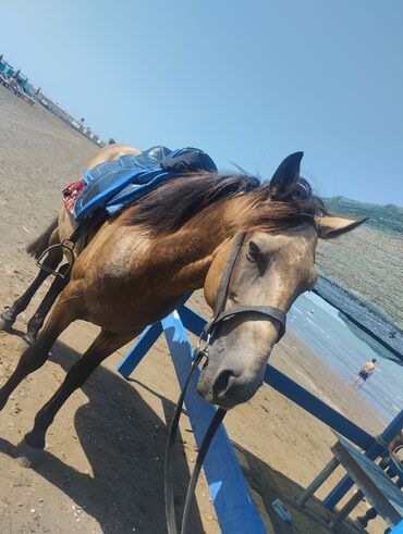 Yarımsaati mərdəkanda deniz qiraqinda prakata verrem