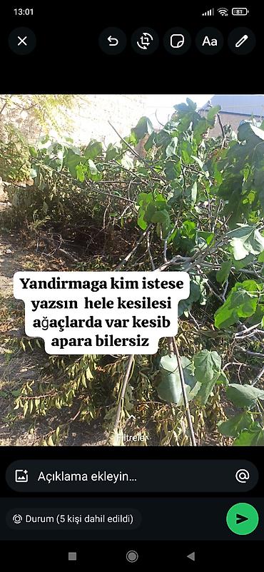 seyf kassa: Ocaqlıq üçün budaqlar və odun - Həyət ağaclarından kəsilmiş qalın və — 1