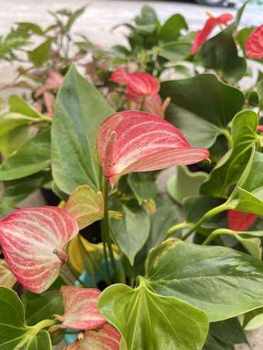 Другие услуги: Продаю цветы😍 Очень много разных 🪴🎋🍃🌱 Антуриумы Спатифиллум Алоказия — 17
