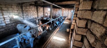 Dana, buzov: Salam.5 bas conge 1bas duye satılır.heyanlar tam sağlam esil kokeltme — 9