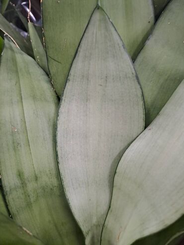 Vaze i saksije: Crassula Ovata, Drvo Novca, velika biljka sa prve, druge i trece je — 12