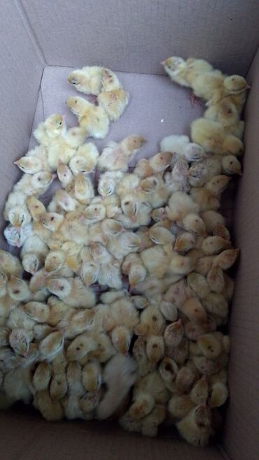 Куры, петухи: Продаю | Инкубационные яйца | Для разведения — 3